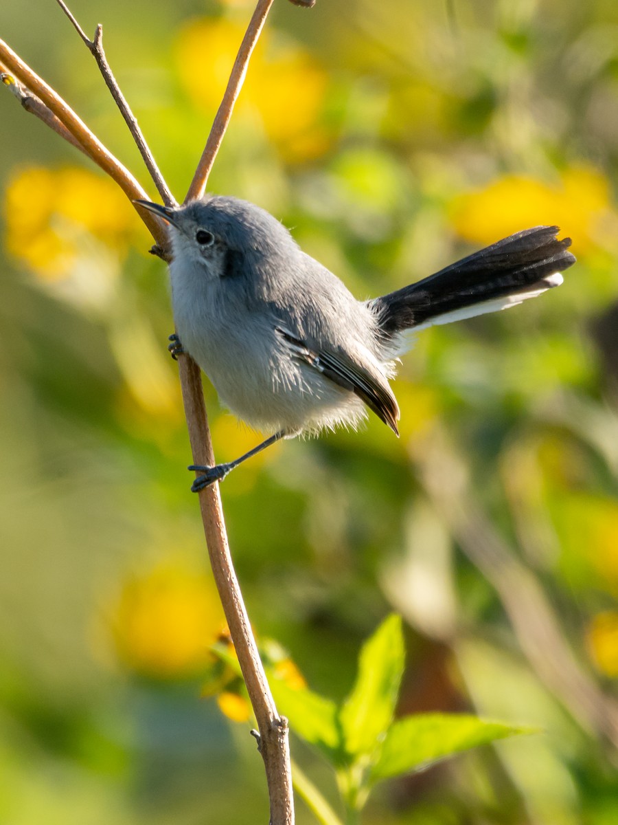 Masked Gnatcatcher - ML439846011