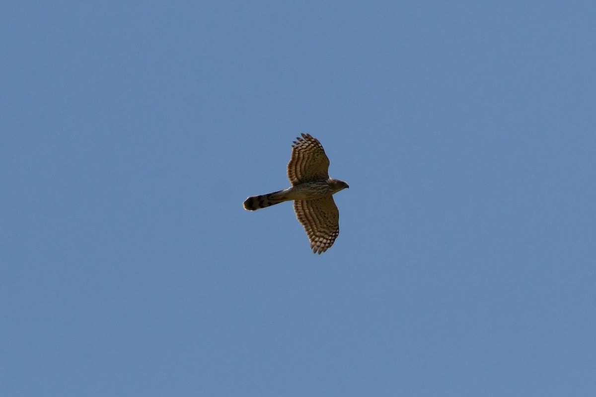 Cooper's Hawk - Tom Frankel