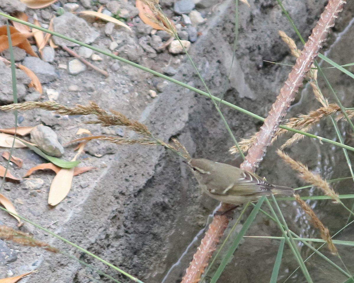 Mosquitero de Hume - ML439849591