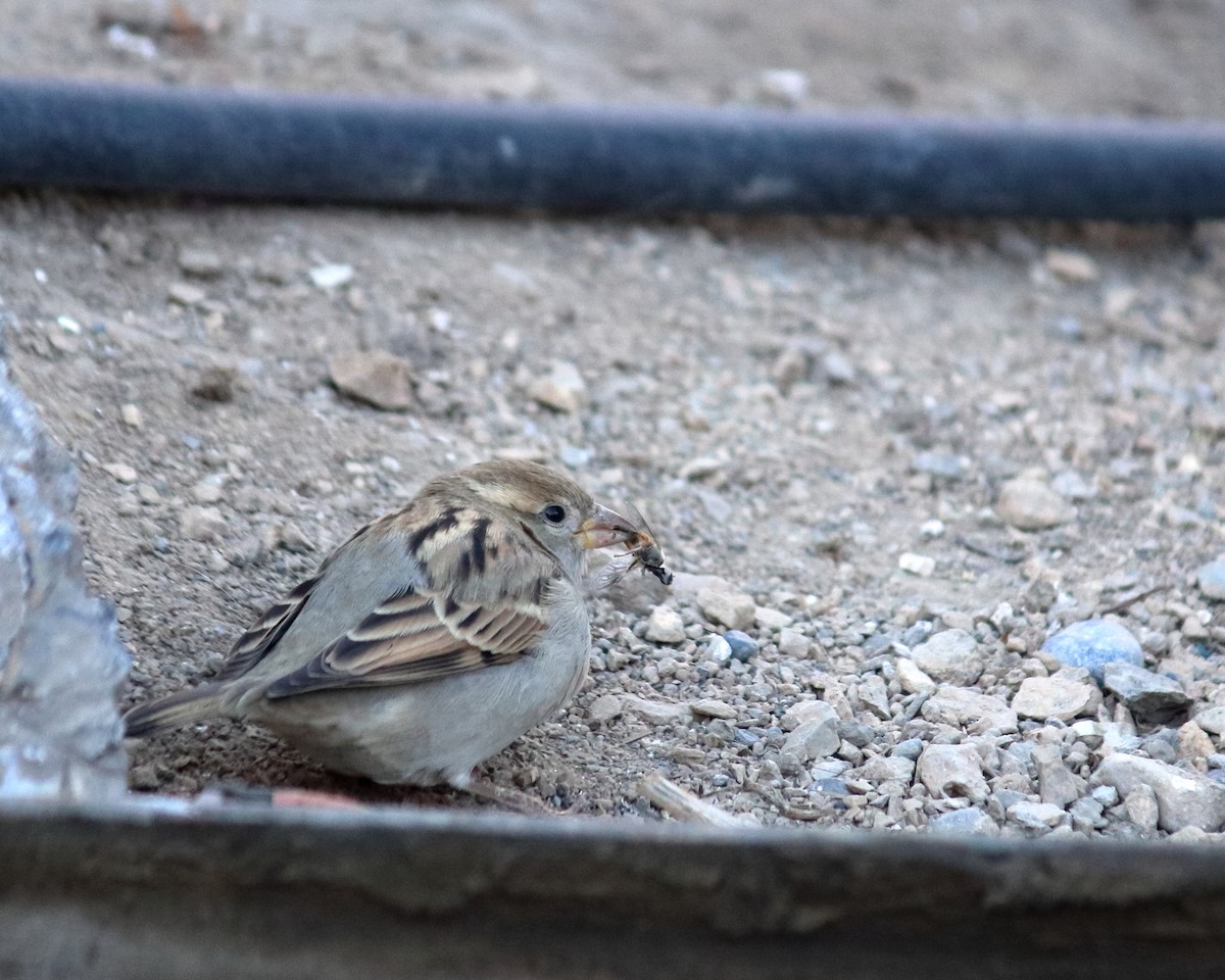 House Sparrow - ML439849641