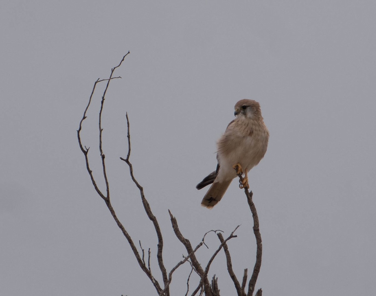 Nankeen Kestrel - ML439851861