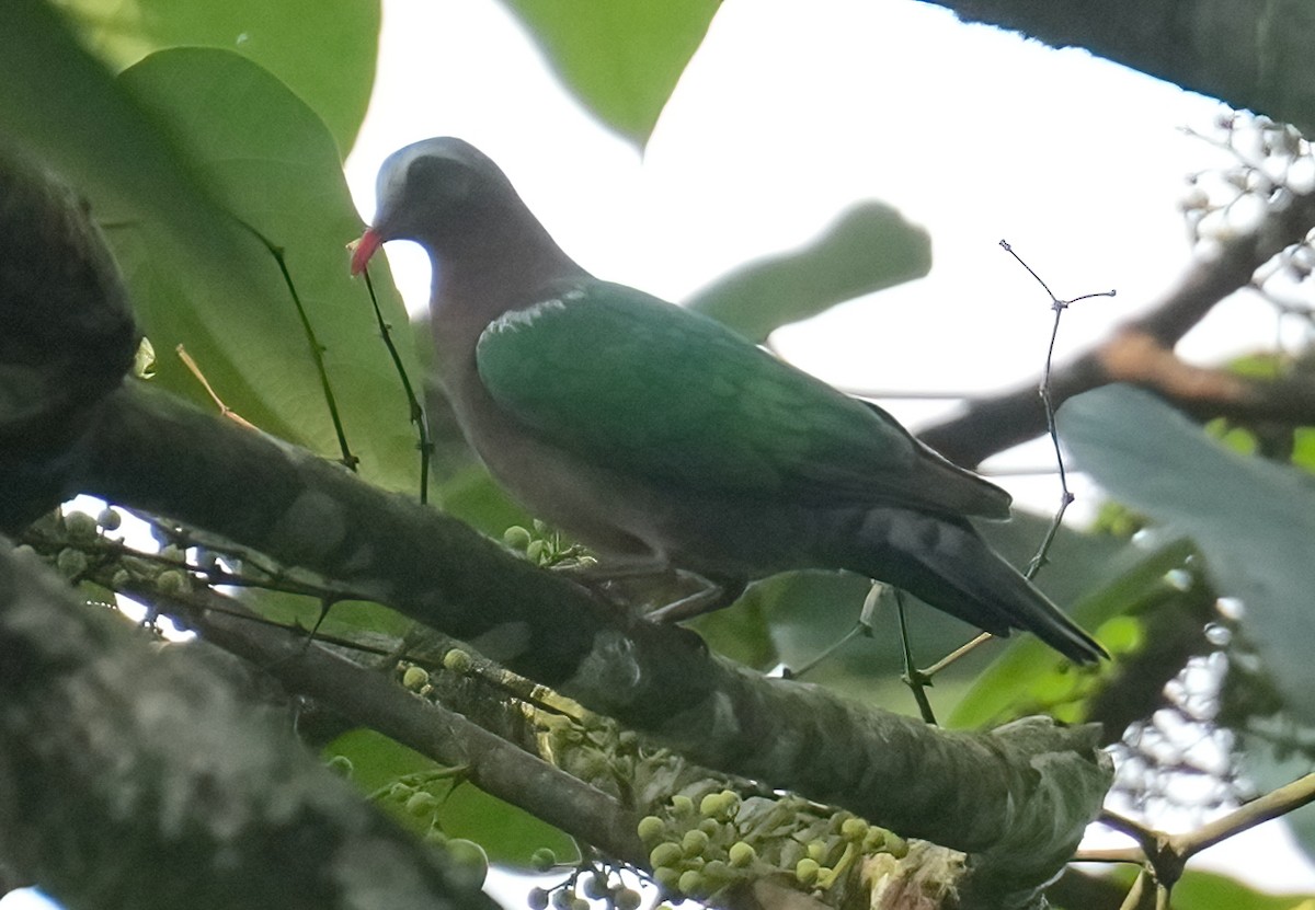 Asian Emerald Dove - ML439851881
