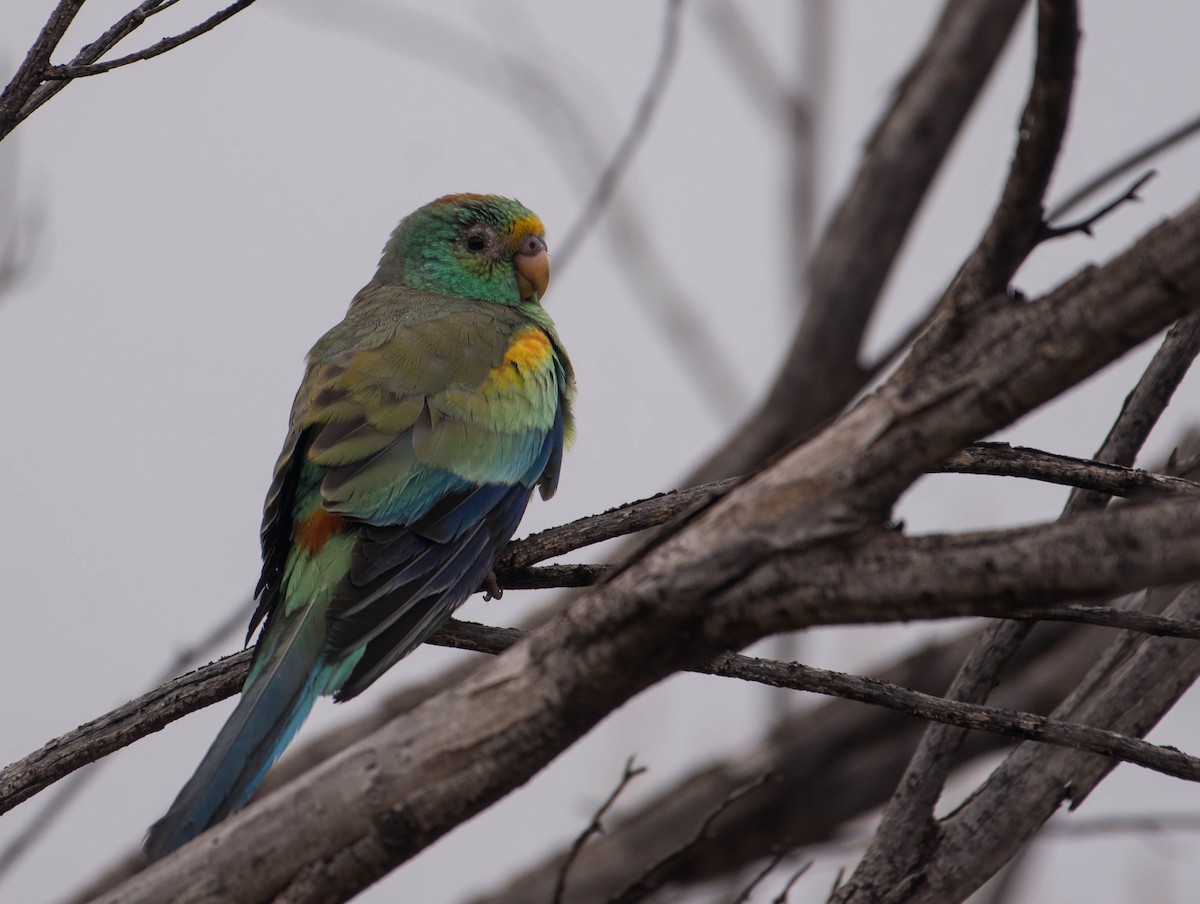 Mulga Parrot - ML439851901