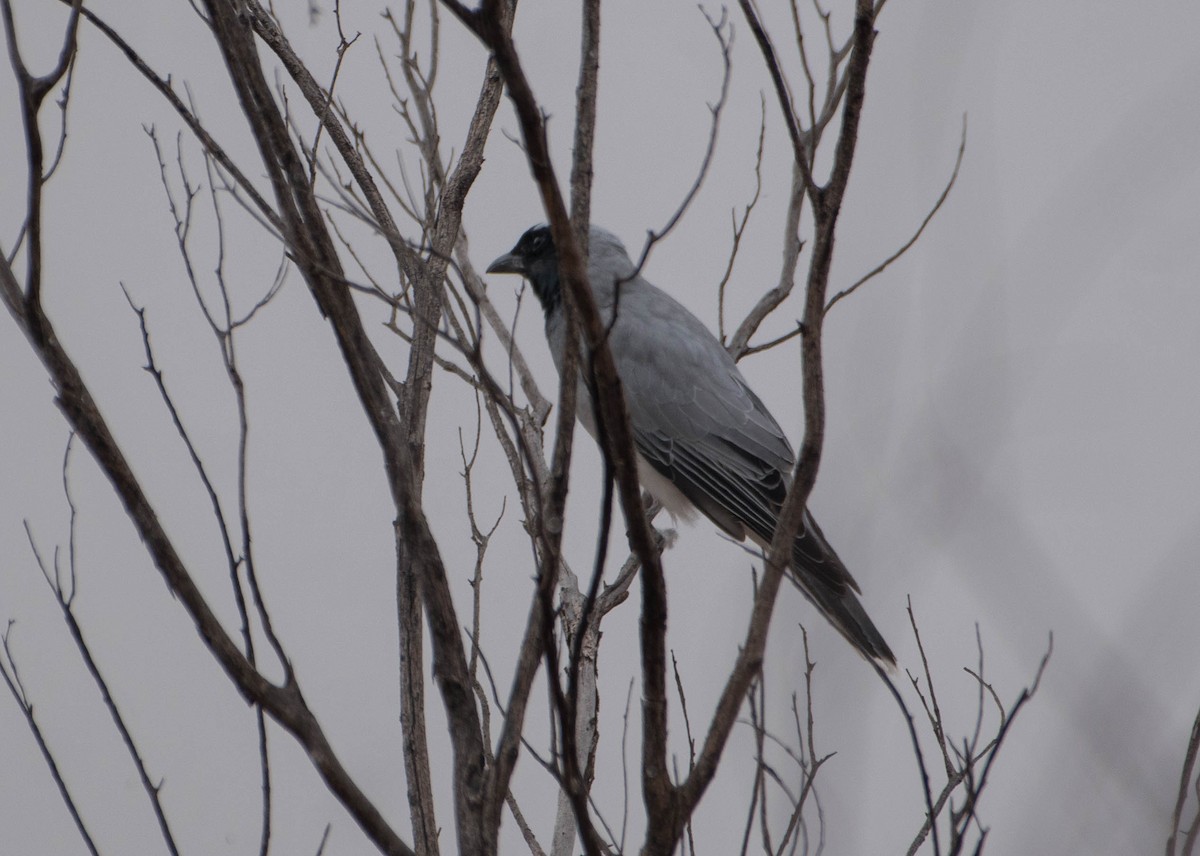 Black-faced Cuckooshrike - ML439851911