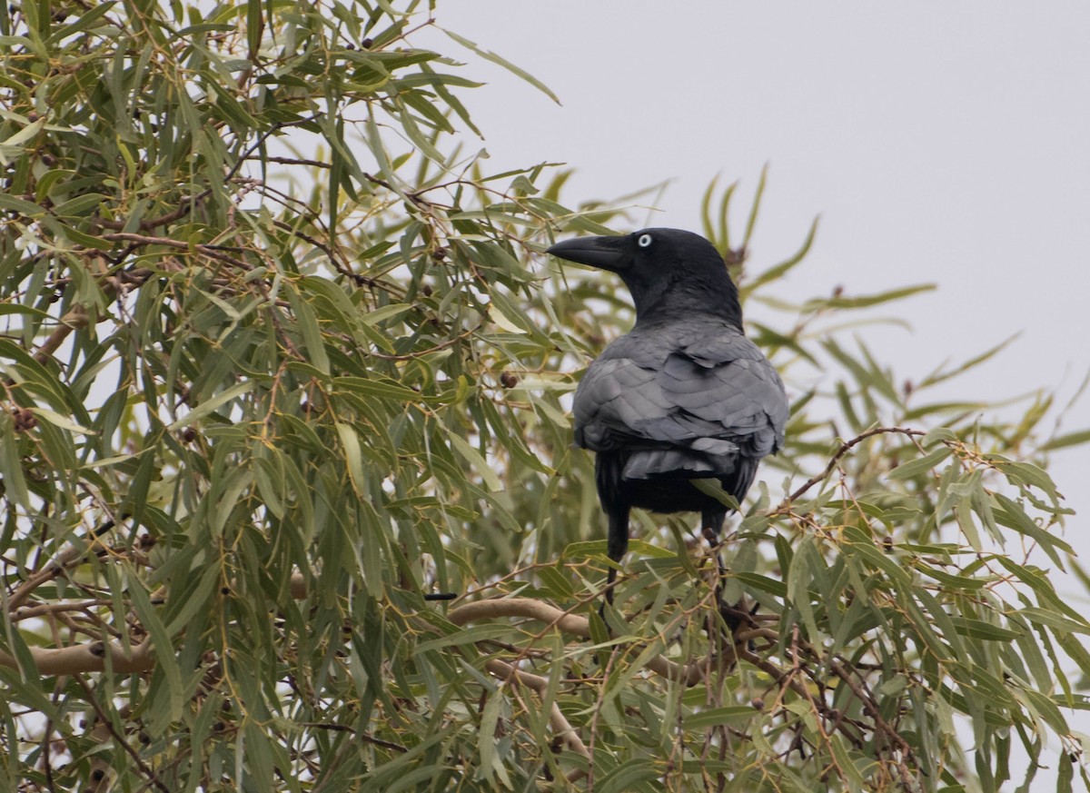 Torresian Crow - Bill Bacon