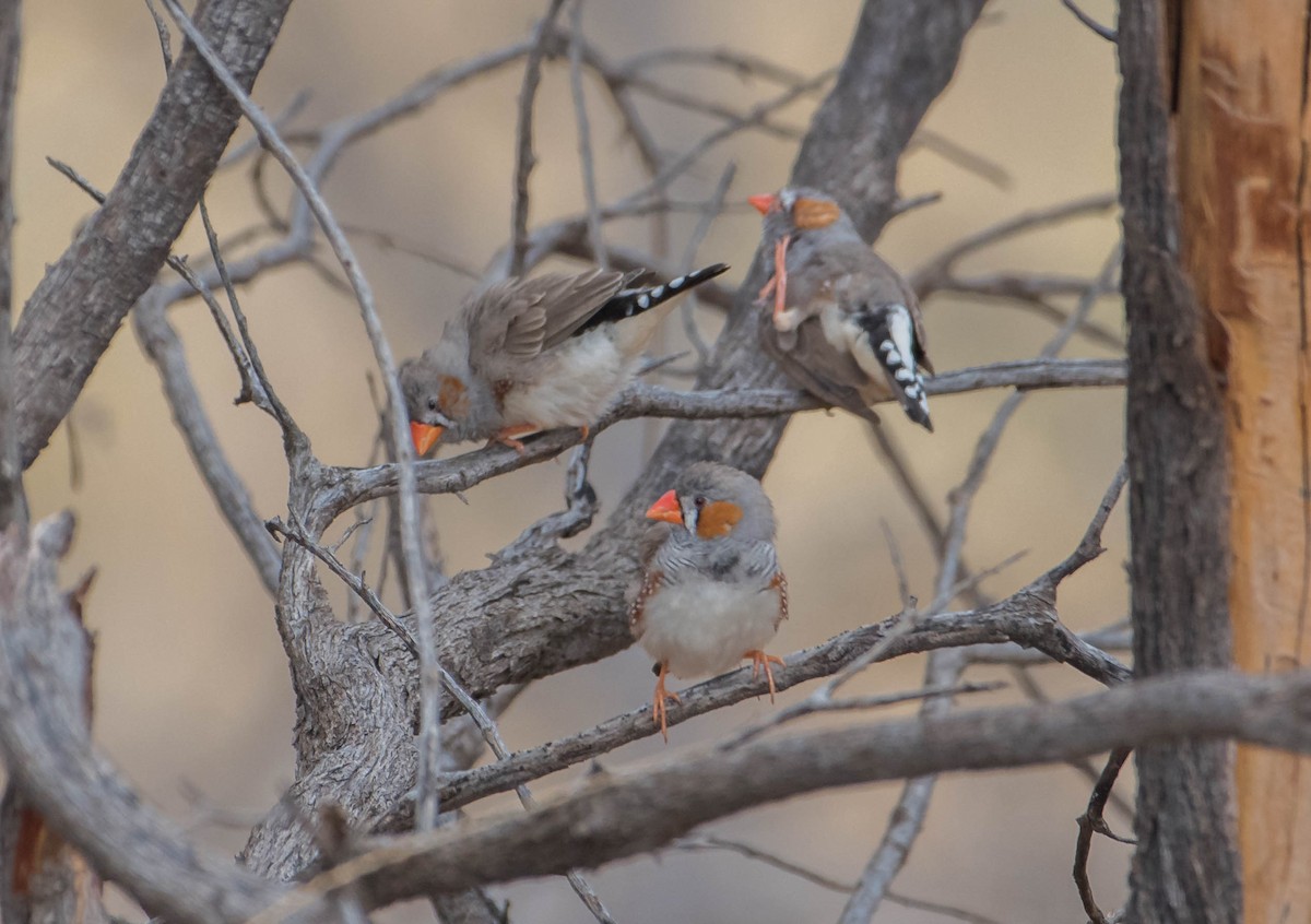 Zebra Finch - ML439851961