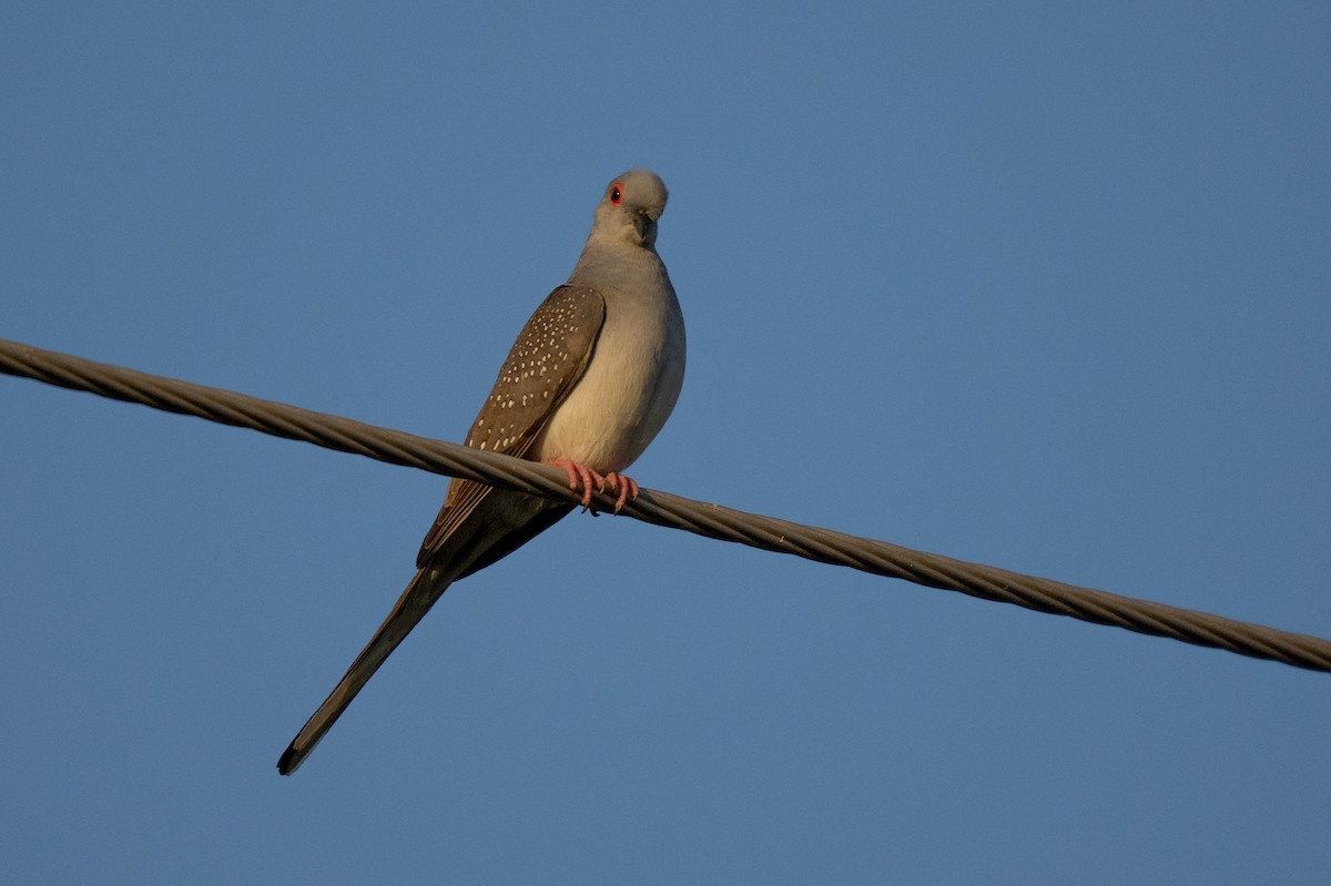 Diamond Dove - Paul Thomsen