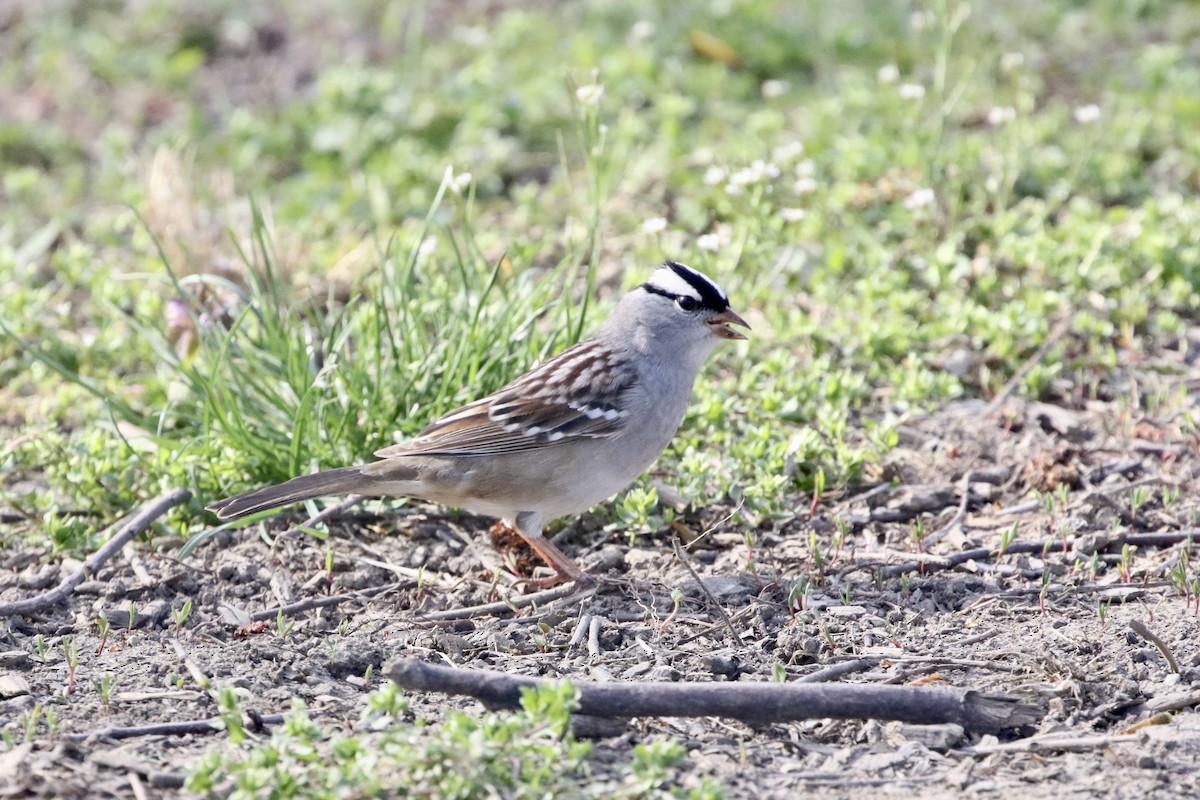 White-crowned Sparrow - Dan Gesualdo