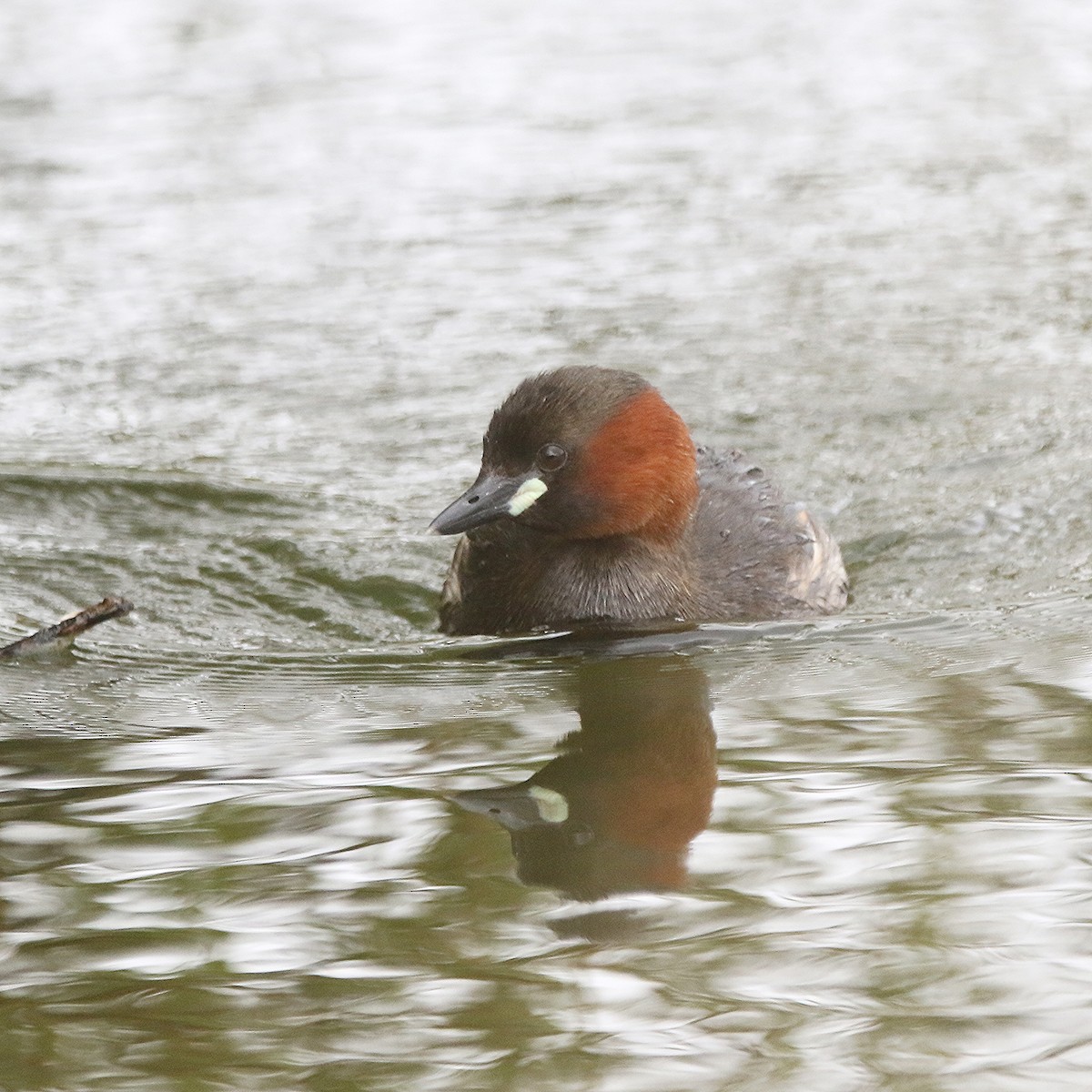 Little Grebe - ML439854221