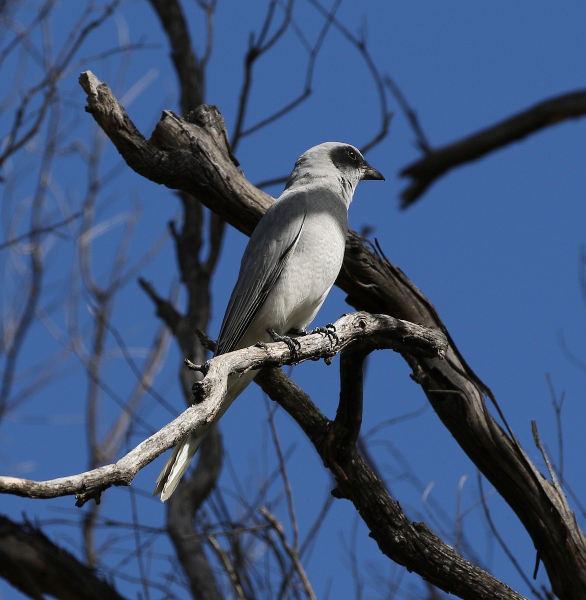 Black-faced Cuckooshrike - Chris Chapman