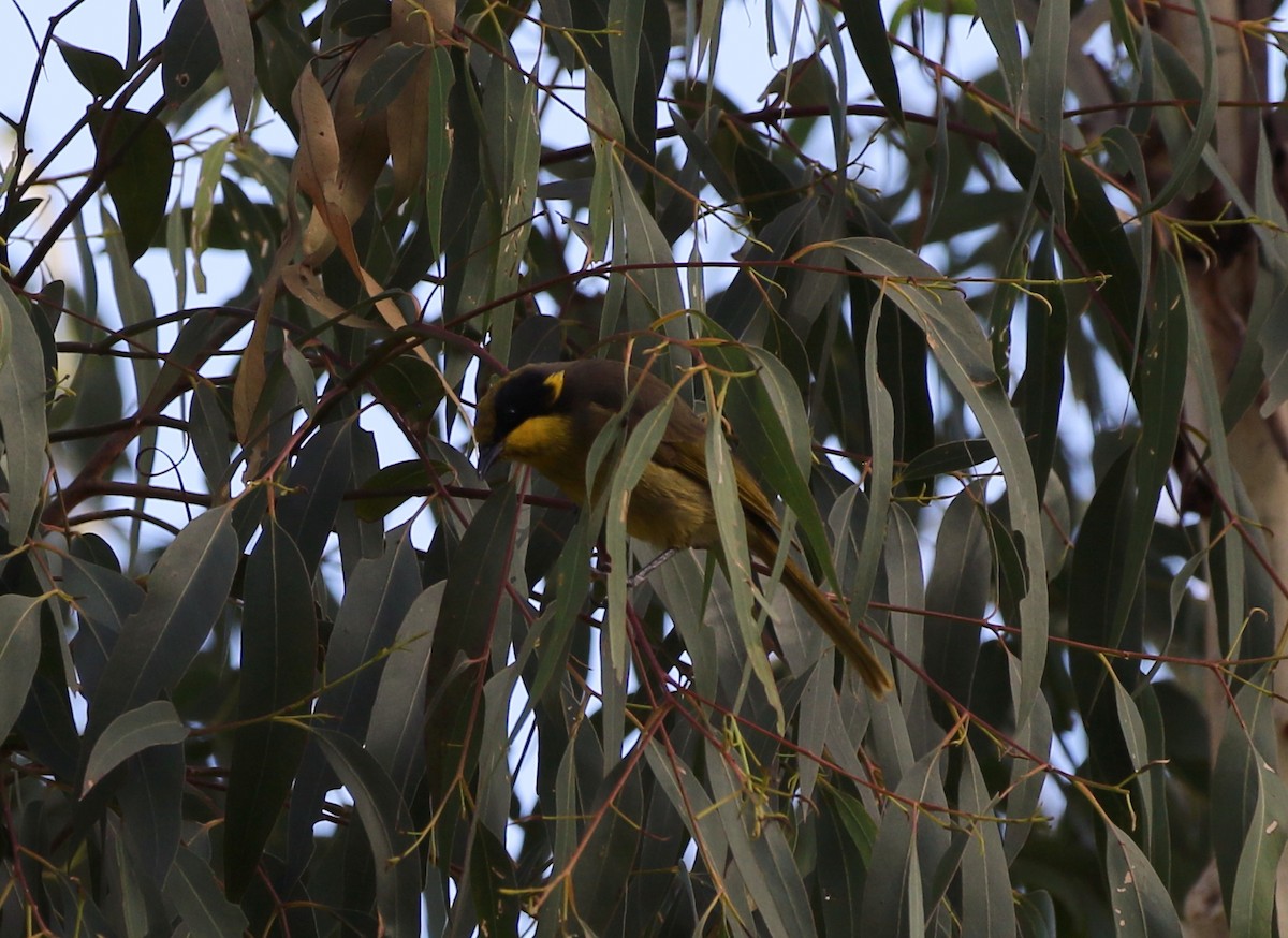 Yellow-tufted Honeyeater - Chris Chapman