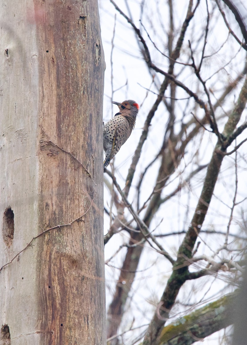 Northern Flicker (Yellow-shafted) - ML439854391