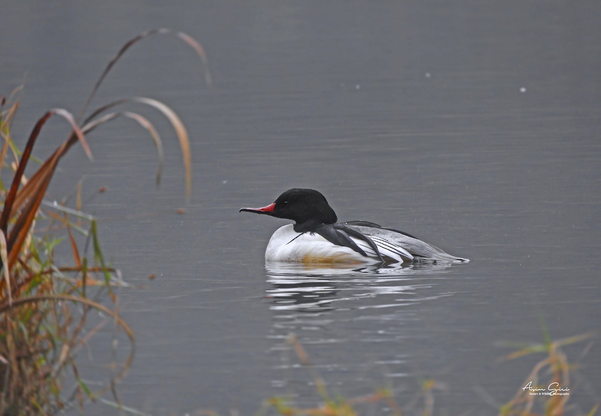 Common Merganser - Asim Giri