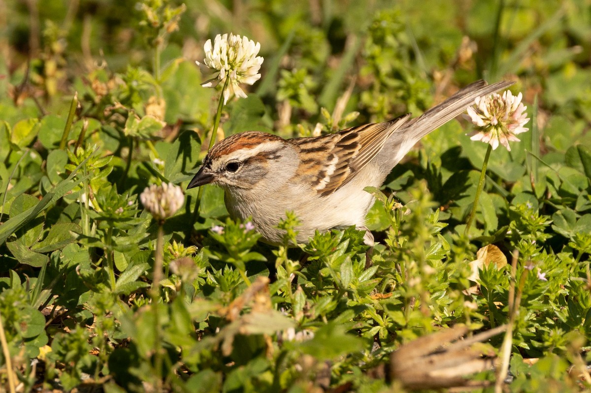 Chipping Sparrow - ML439854831