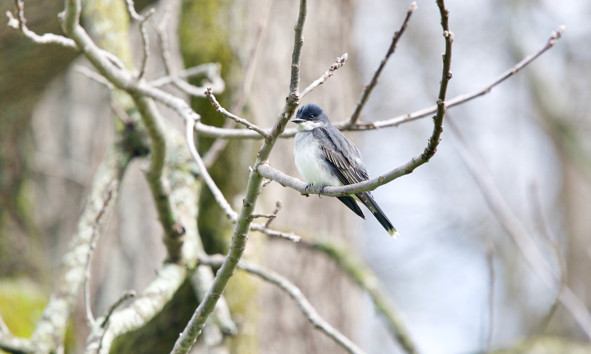 Eastern Kingbird - ML439854881