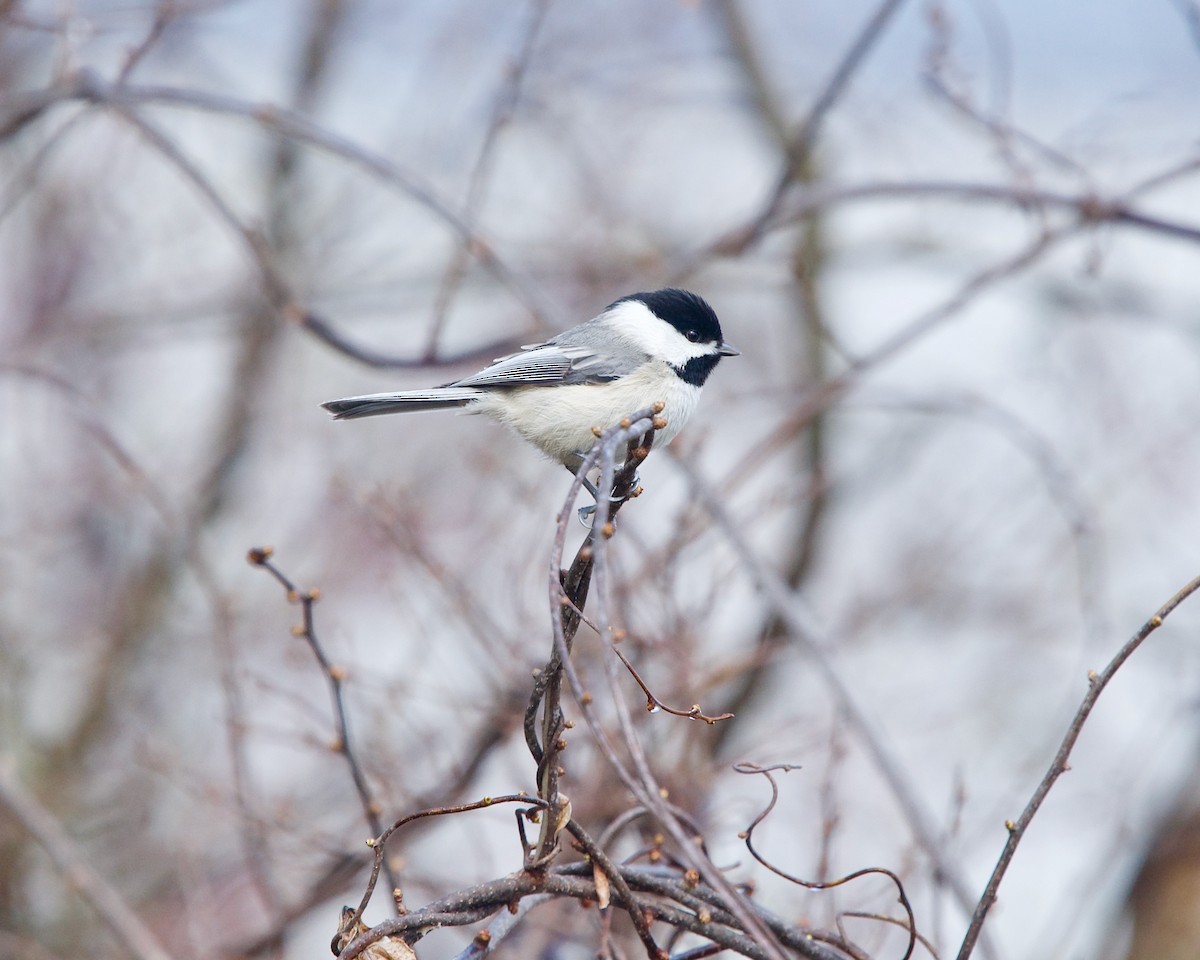 Carolina Chickadee - ML439854901