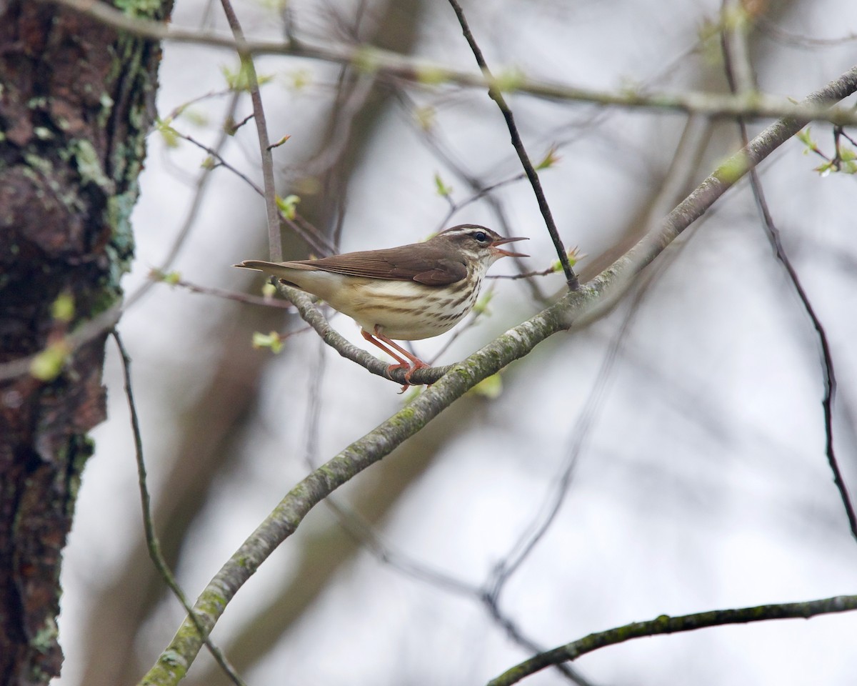 Louisiana Waterthrush - ML439854981