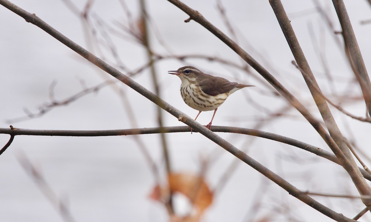 Louisiana Waterthrush - ML439855011