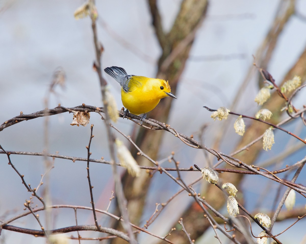 Prothonotary Warbler - ML439855051
