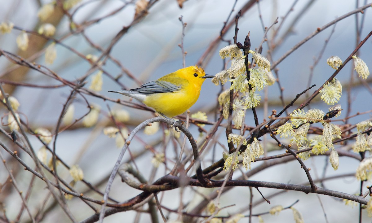 Prothonotary Warbler - ML439855061