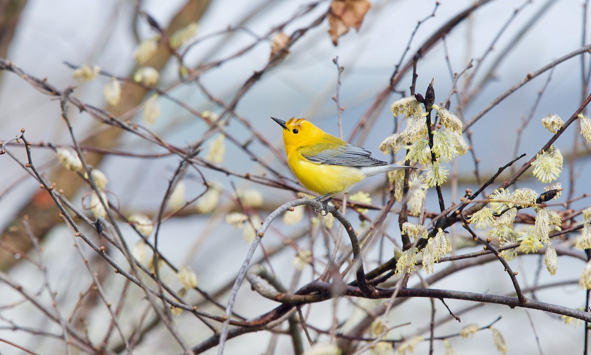 Prothonotary Warbler - ML439855071