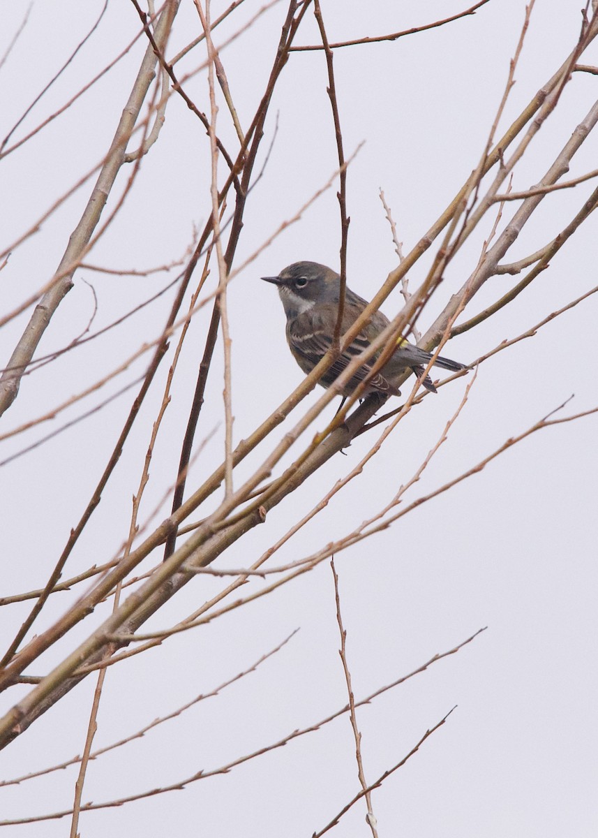 Yellow-rumped Warbler (Myrtle) - ML439855121