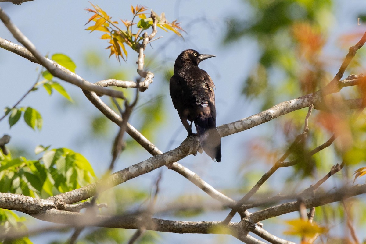 Common Grackle (Florida/Purple) - ML439855211