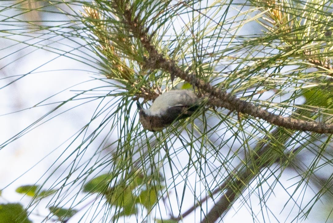 Brown-headed Nuthatch - ML439855231