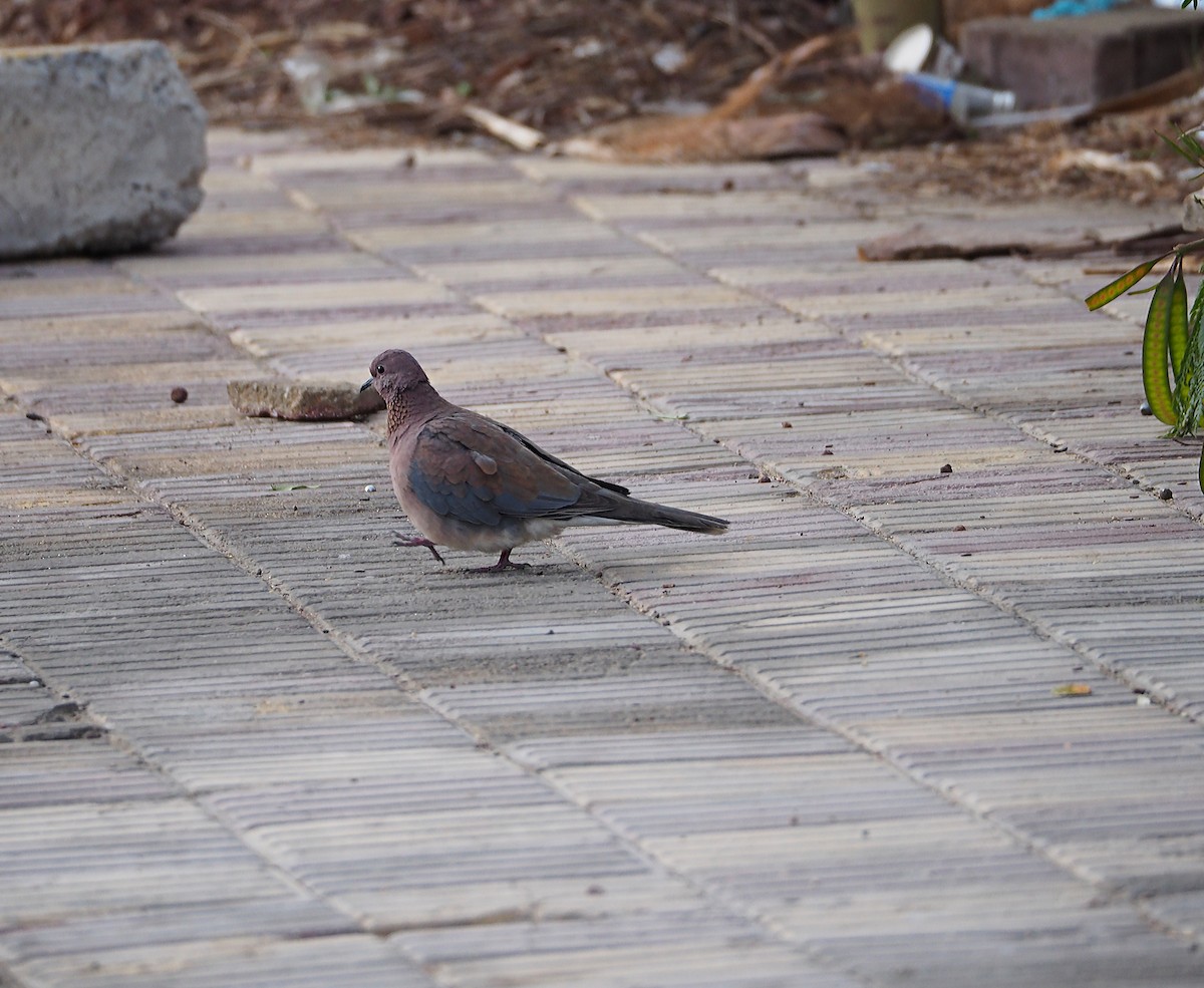Laughing Dove - ML439855631