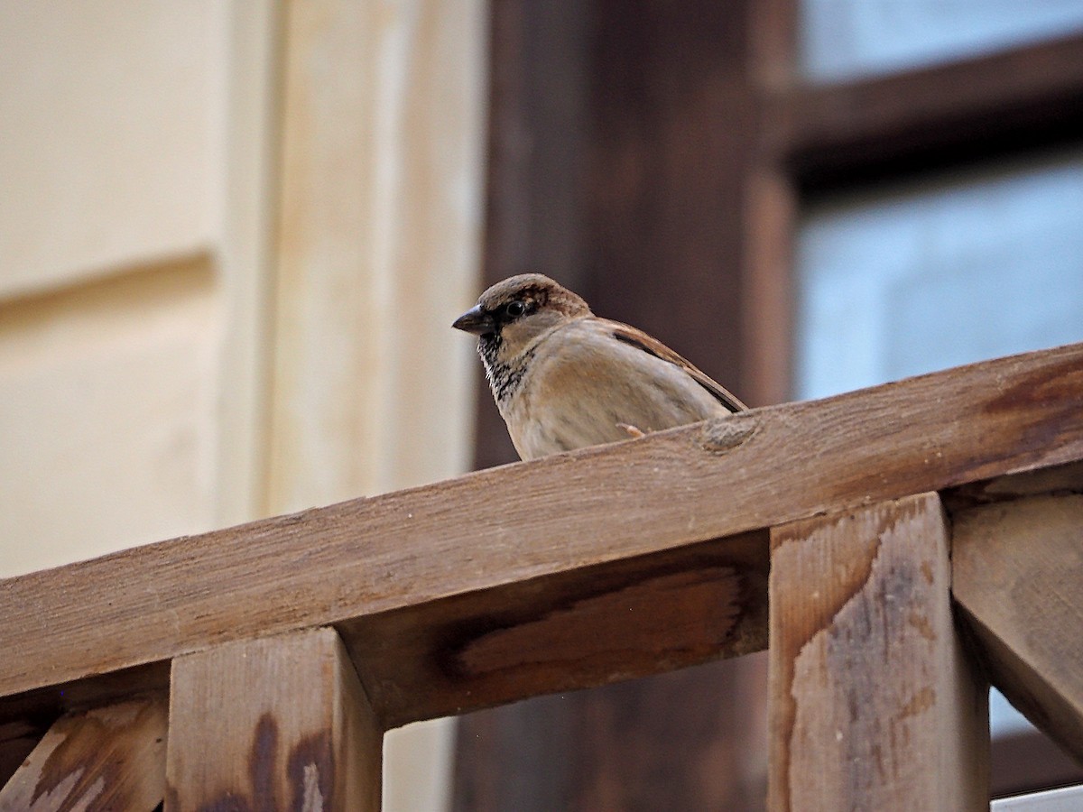 House Sparrow - ML439855731