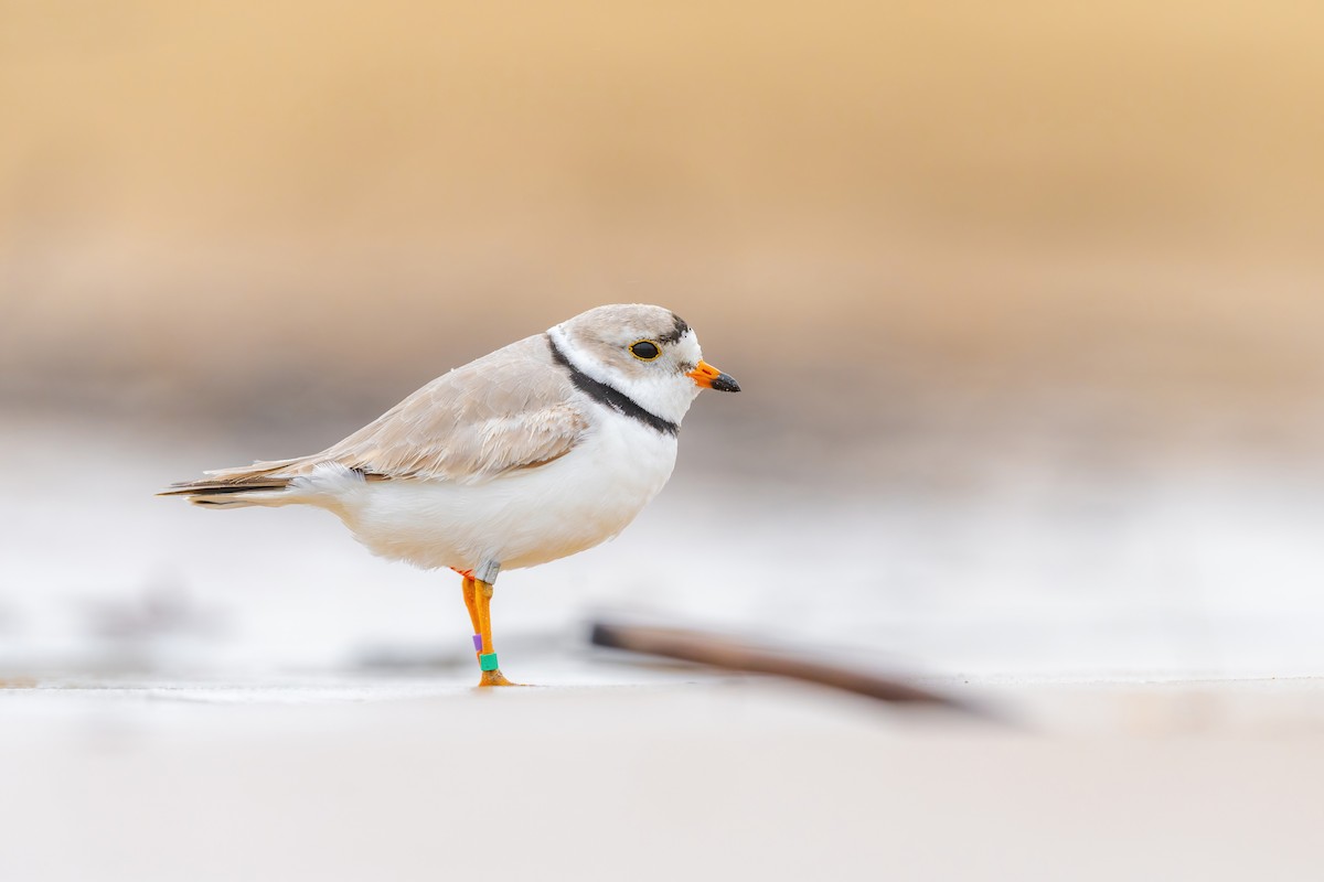 Piping Plover - Matt Zuro