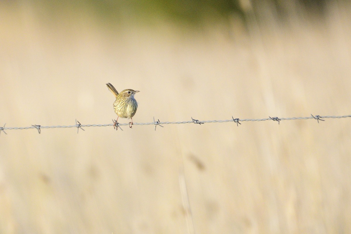 Striated Fieldwren - ML439856331