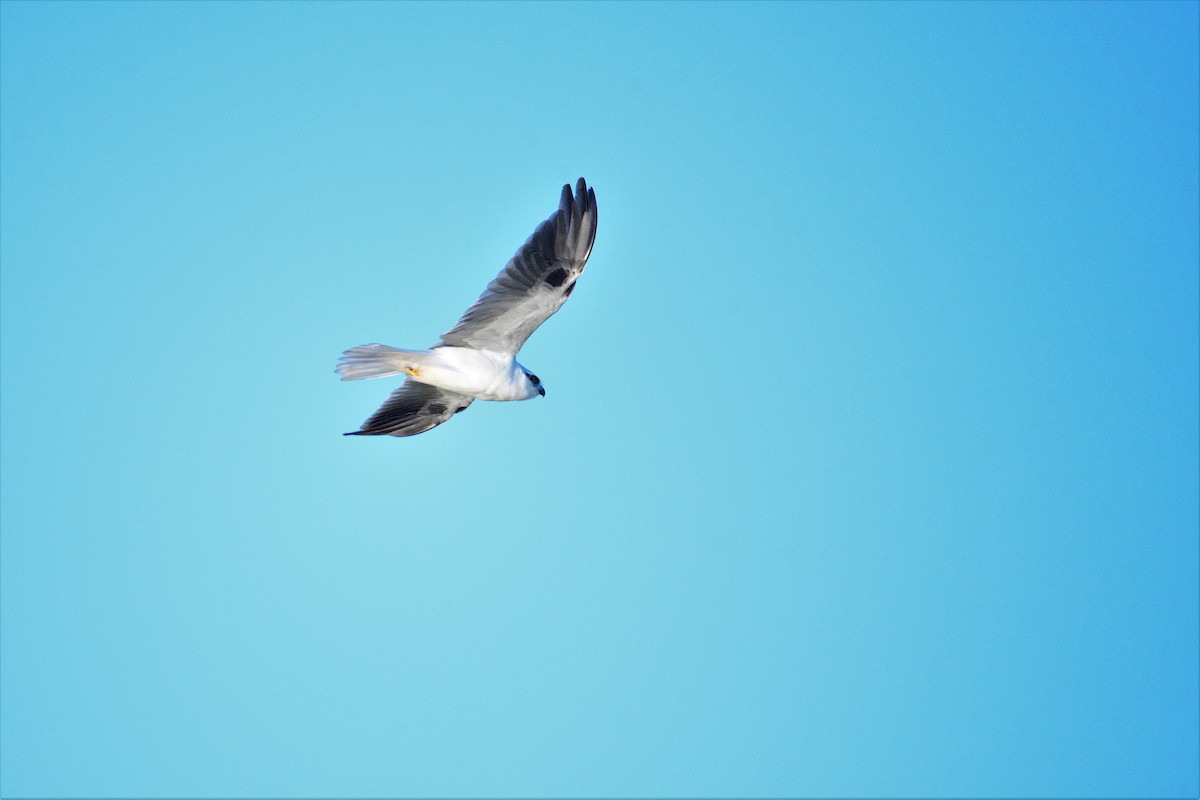 Black-shouldered Kite - Ken Crawley