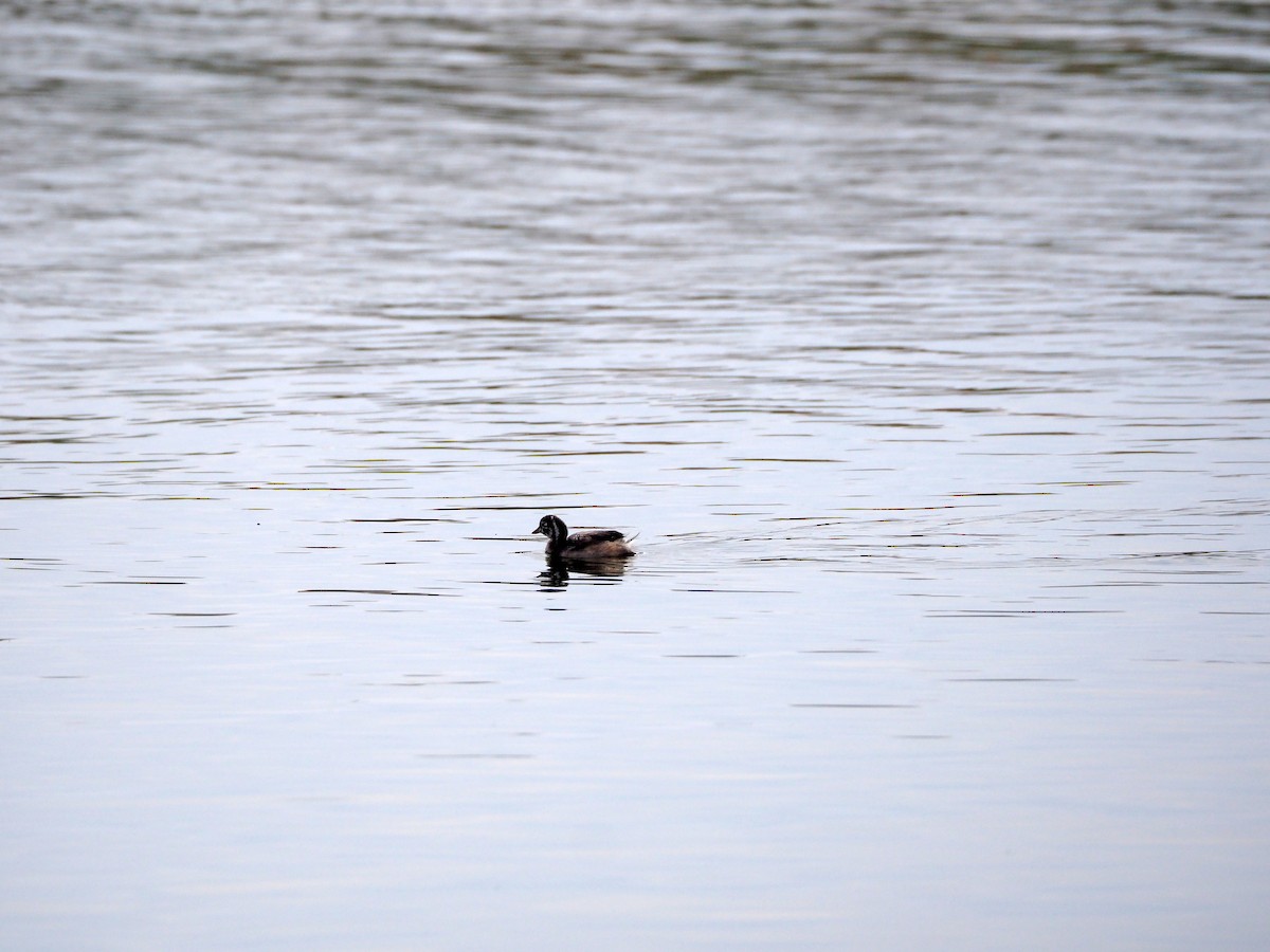 Little Grebe - Dmitriy Pashchenko