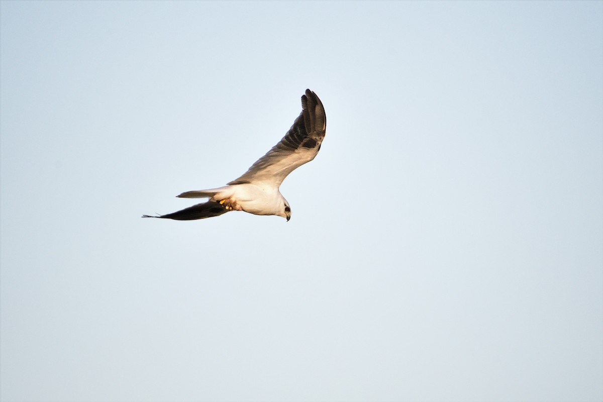 Black-shouldered Kite - Ken Crawley