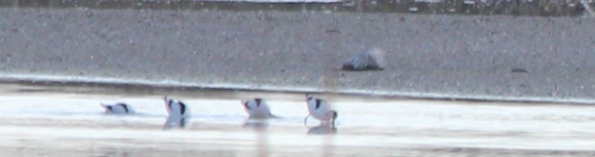 Avoceta Común - ML439856621