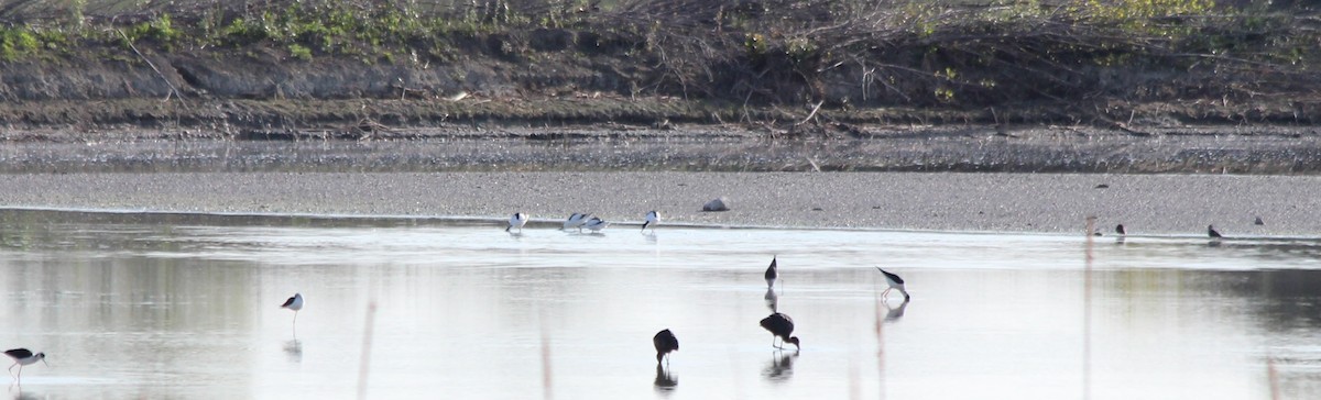 Pied Avocet - ML439856671