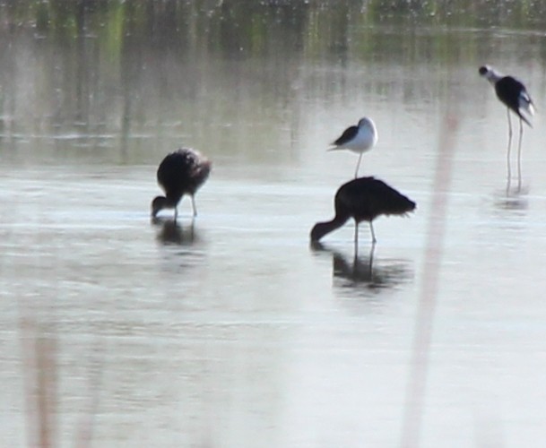 Glossy Ibis - ML439856751