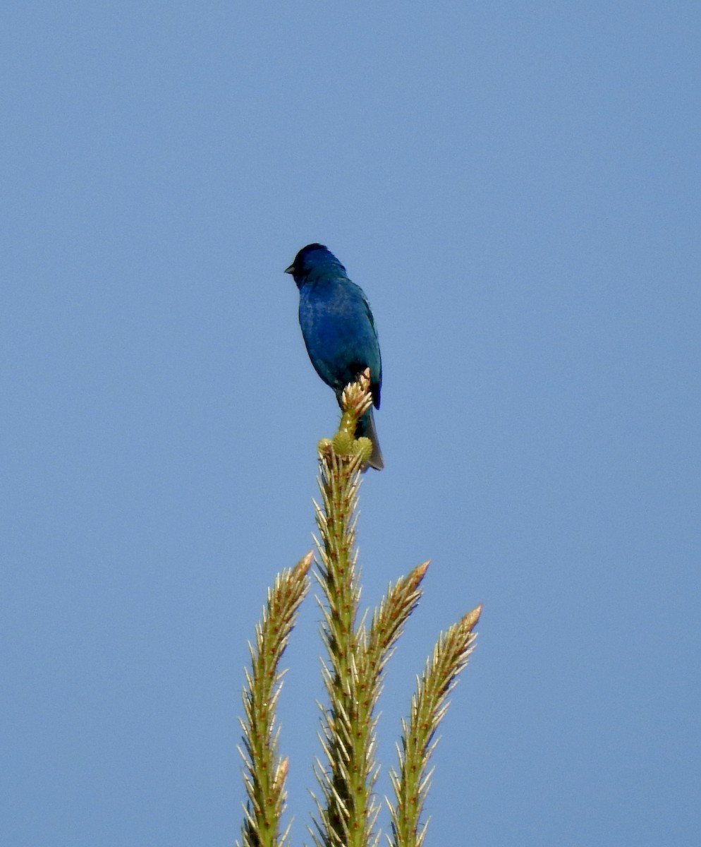 Indigo Bunting - ML439857651