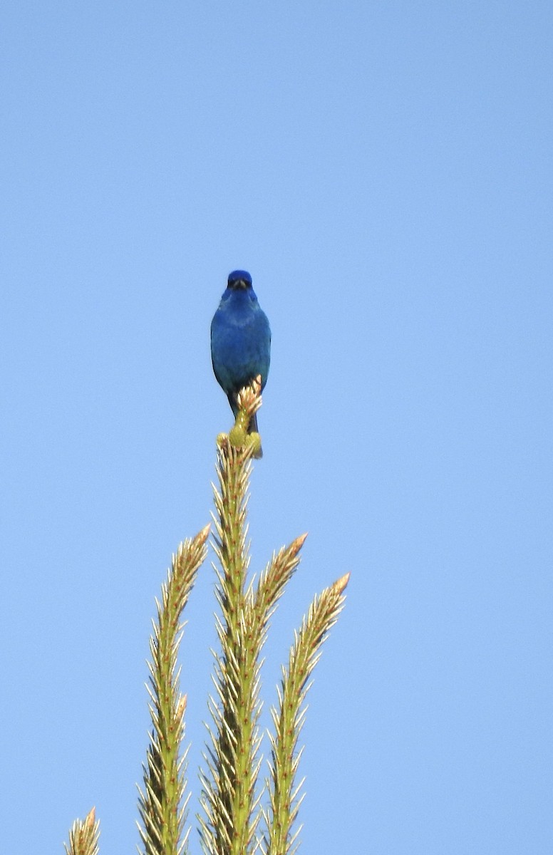 Indigo Bunting - ML439857661