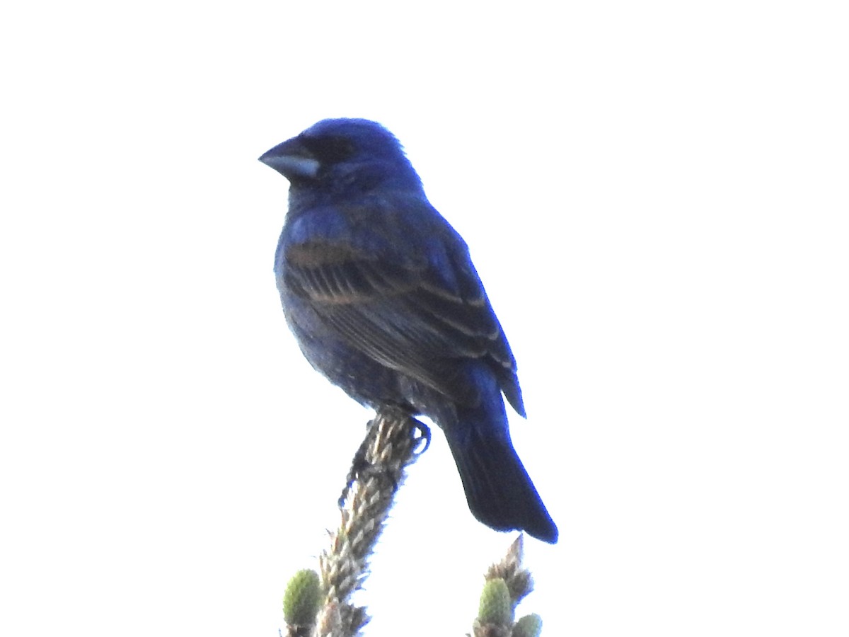 Blue Grosbeak - ML439857701