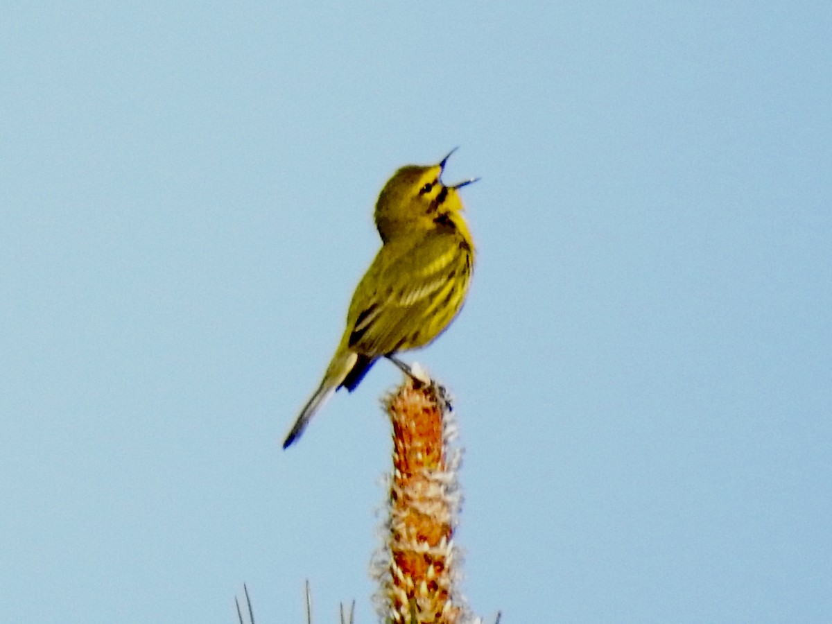 Prairie Warbler - Nan Dewire