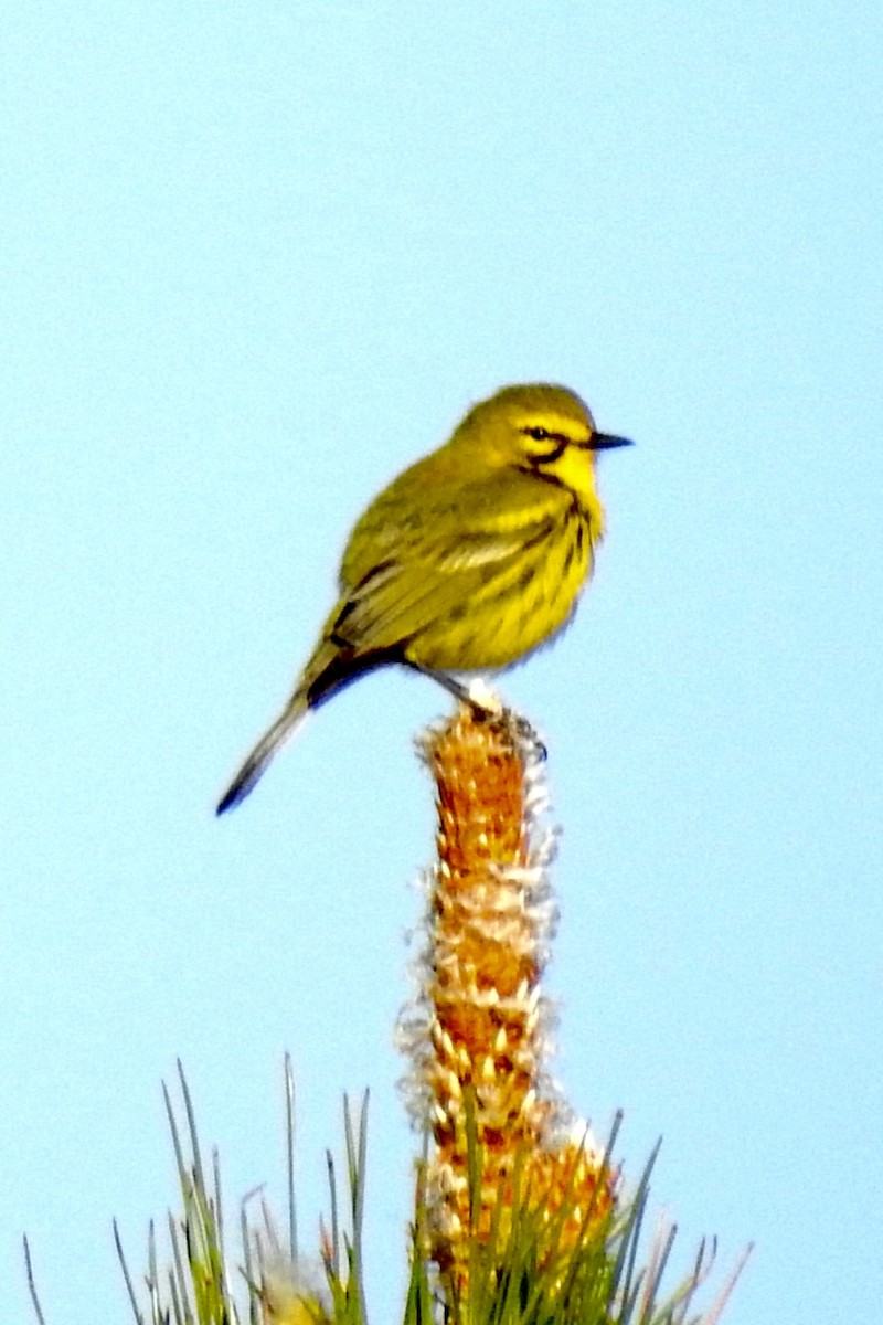 Prairie Warbler - ML439857791