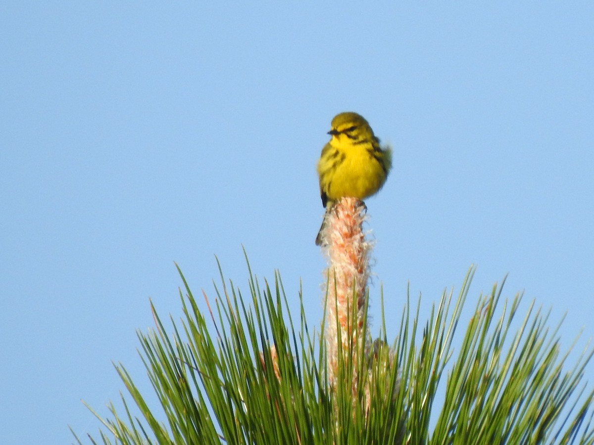 Prairie Warbler - Nan Dewire