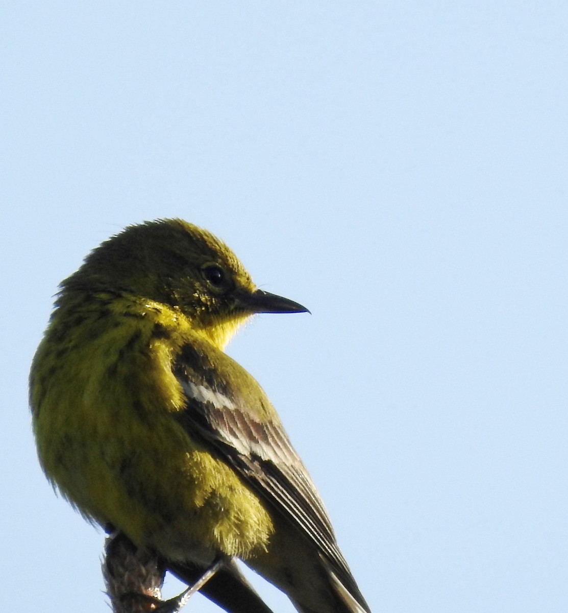 Pine Warbler - ML439857831