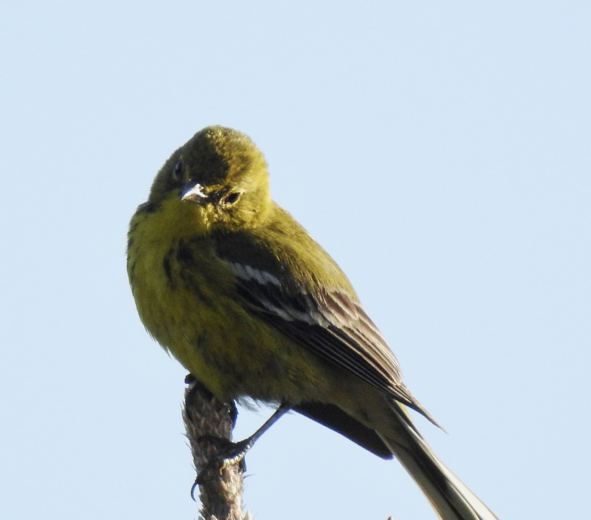 Pine Warbler - ML439857841