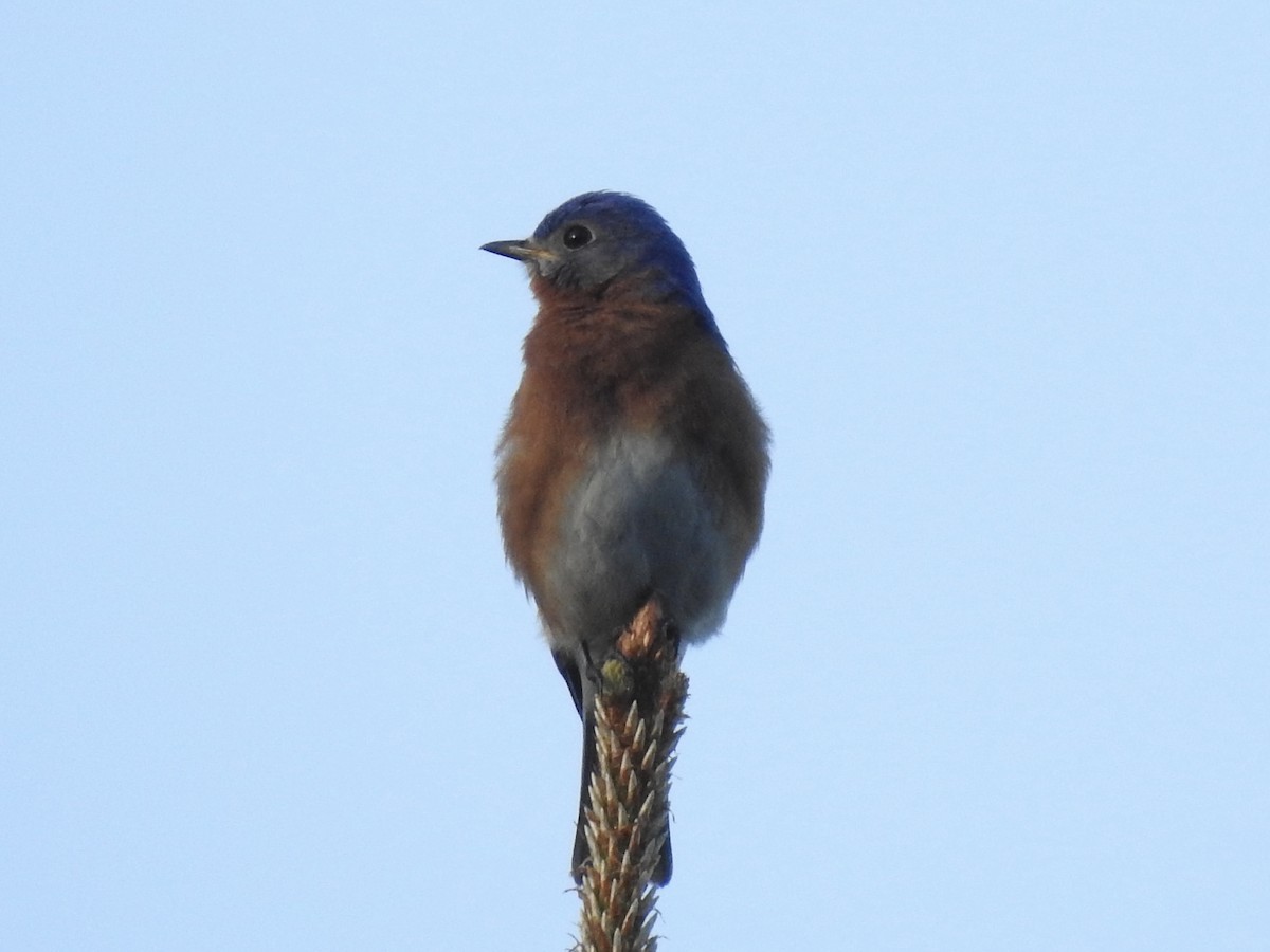 Eastern Bluebird - ML439857961