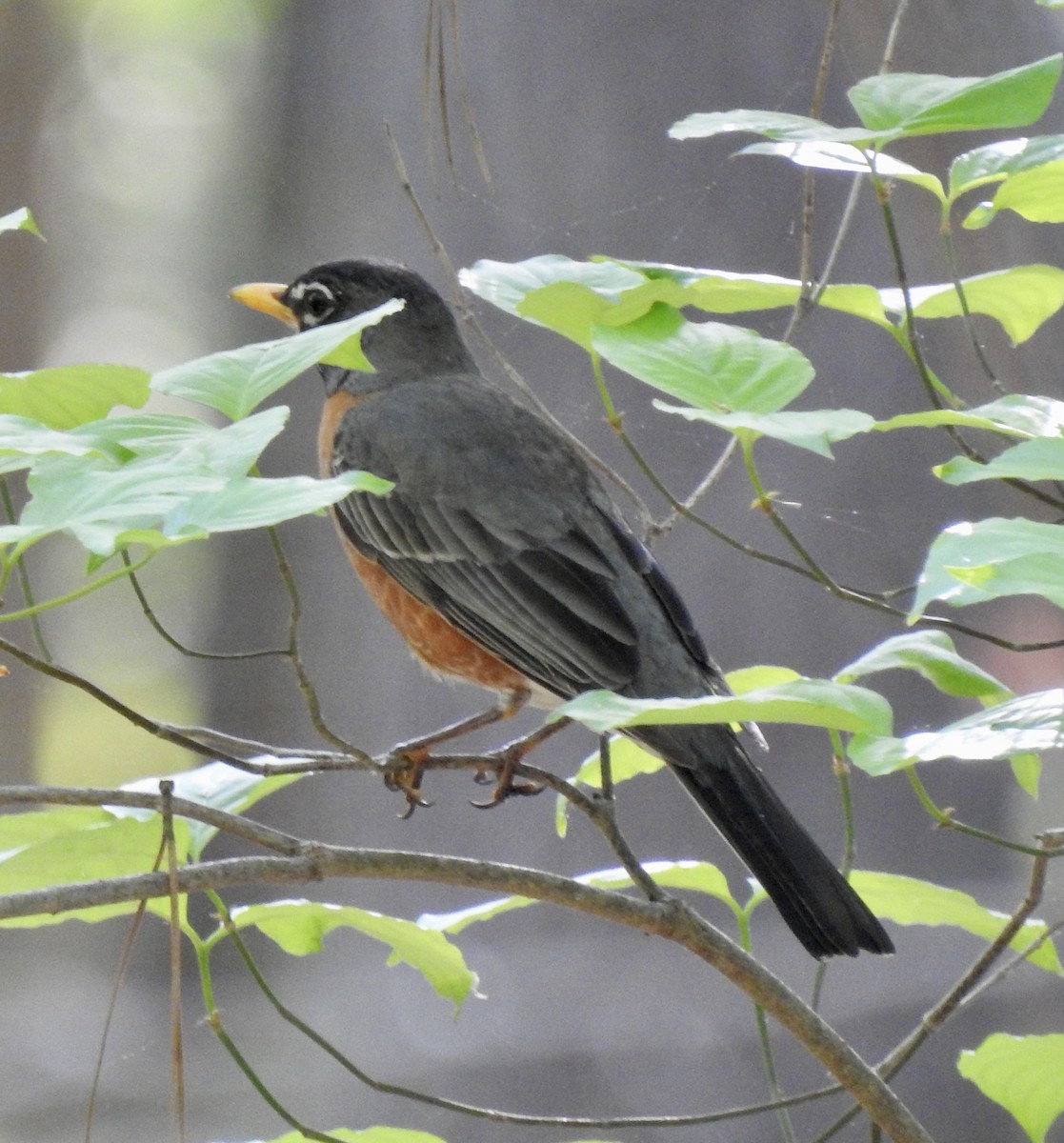 American Robin - Nan Dewire