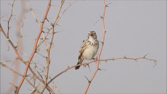 Indian Bushlark - ML439858751