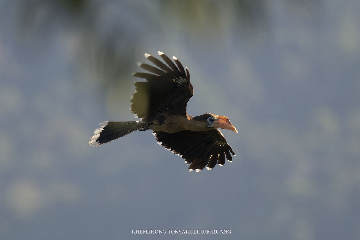 Rusty-cheeked Hornbill - ML439859551